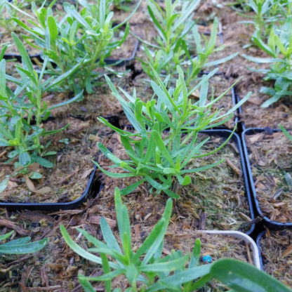 Iberis sempervirens  'Schneeflocke' Schleifenblume