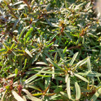 Iberis sempervirens 'Snowflake' Schleifenblume