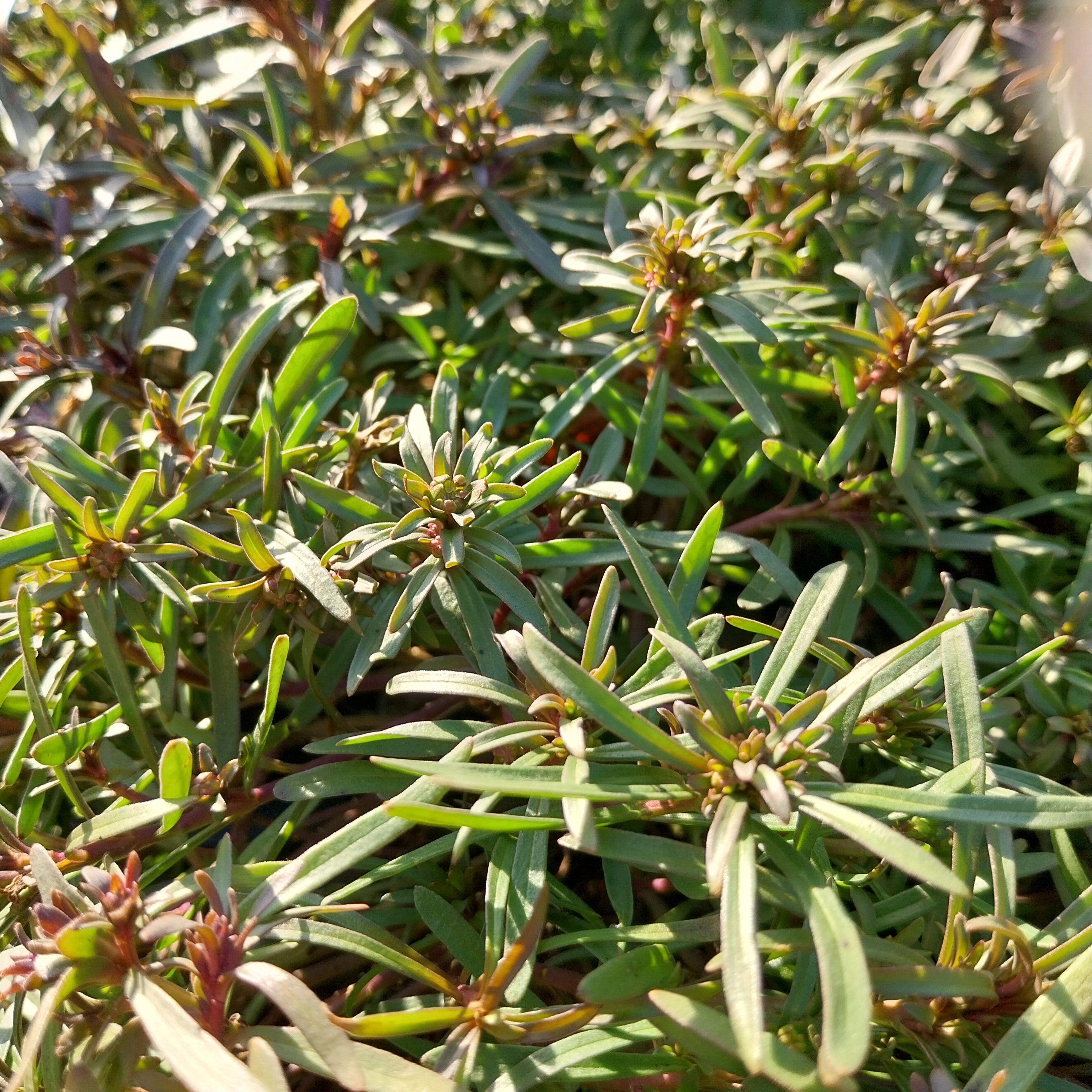Iberis sempervirens 'Snowflake' Schleifenblume