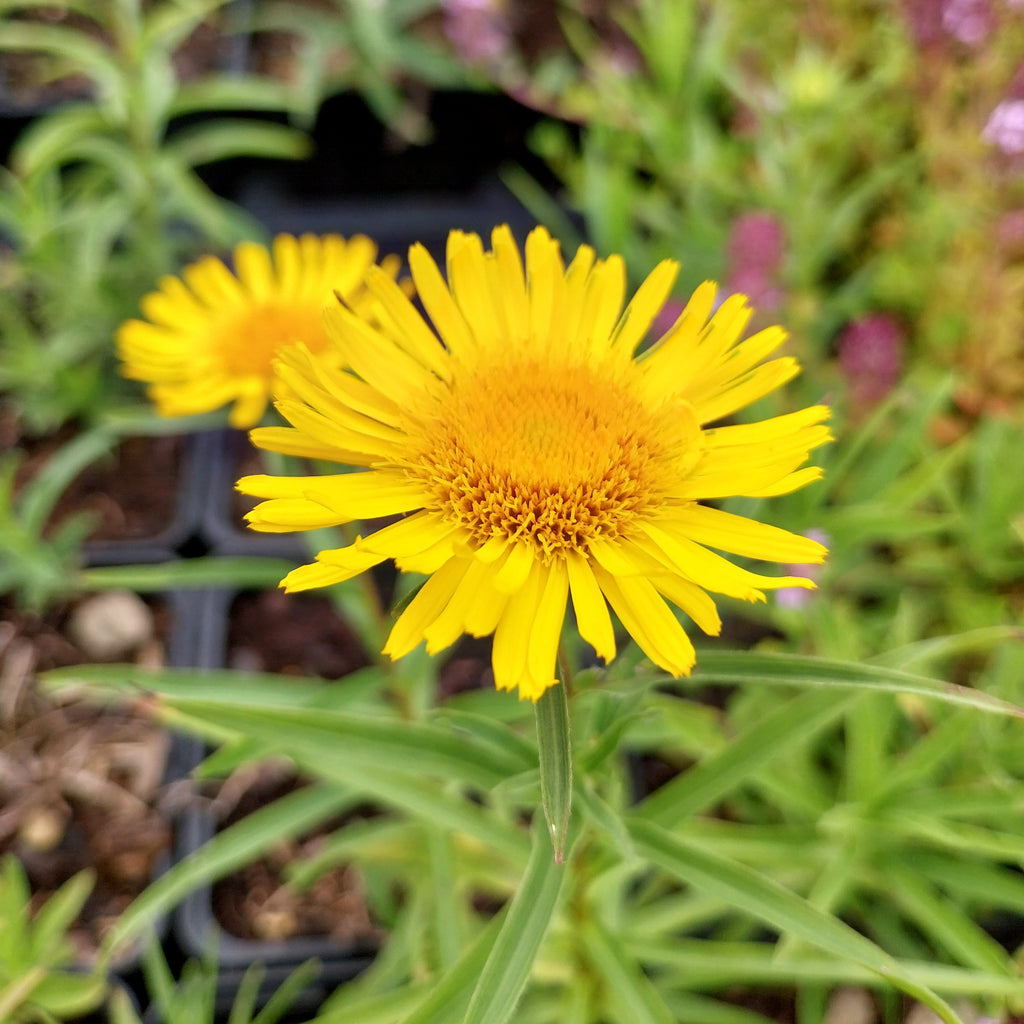 Inula ensifolia ‘Compacta’