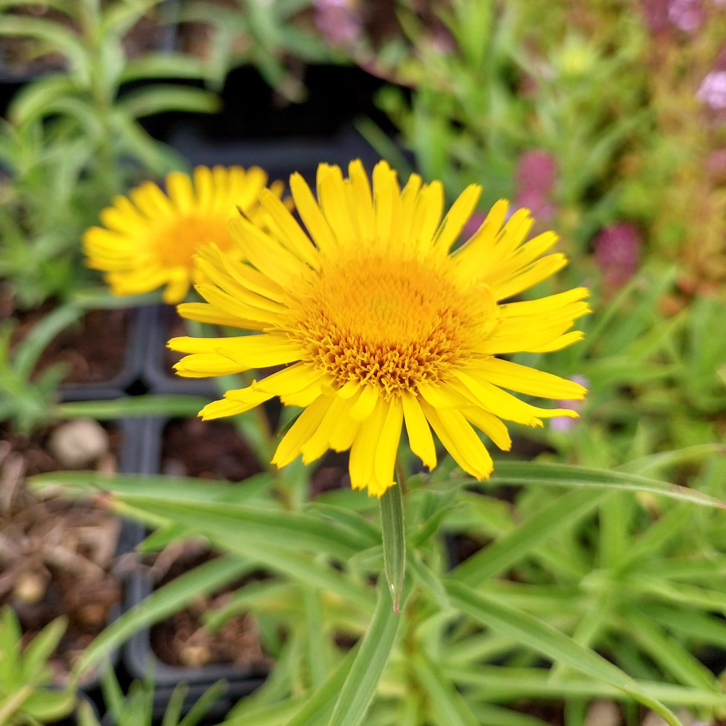 Inula ensifolia ‘Compacta’