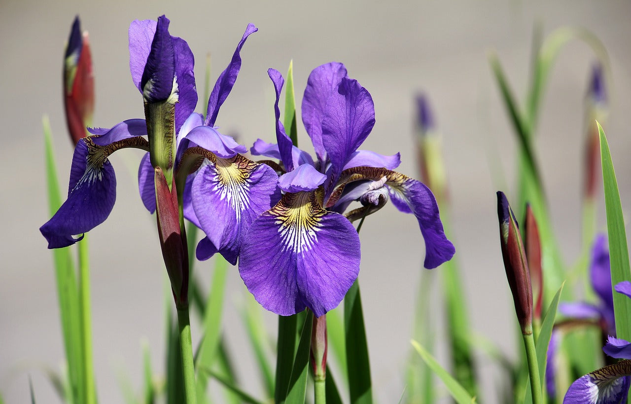Iris (Schwertlilie) blau violette Blüte
