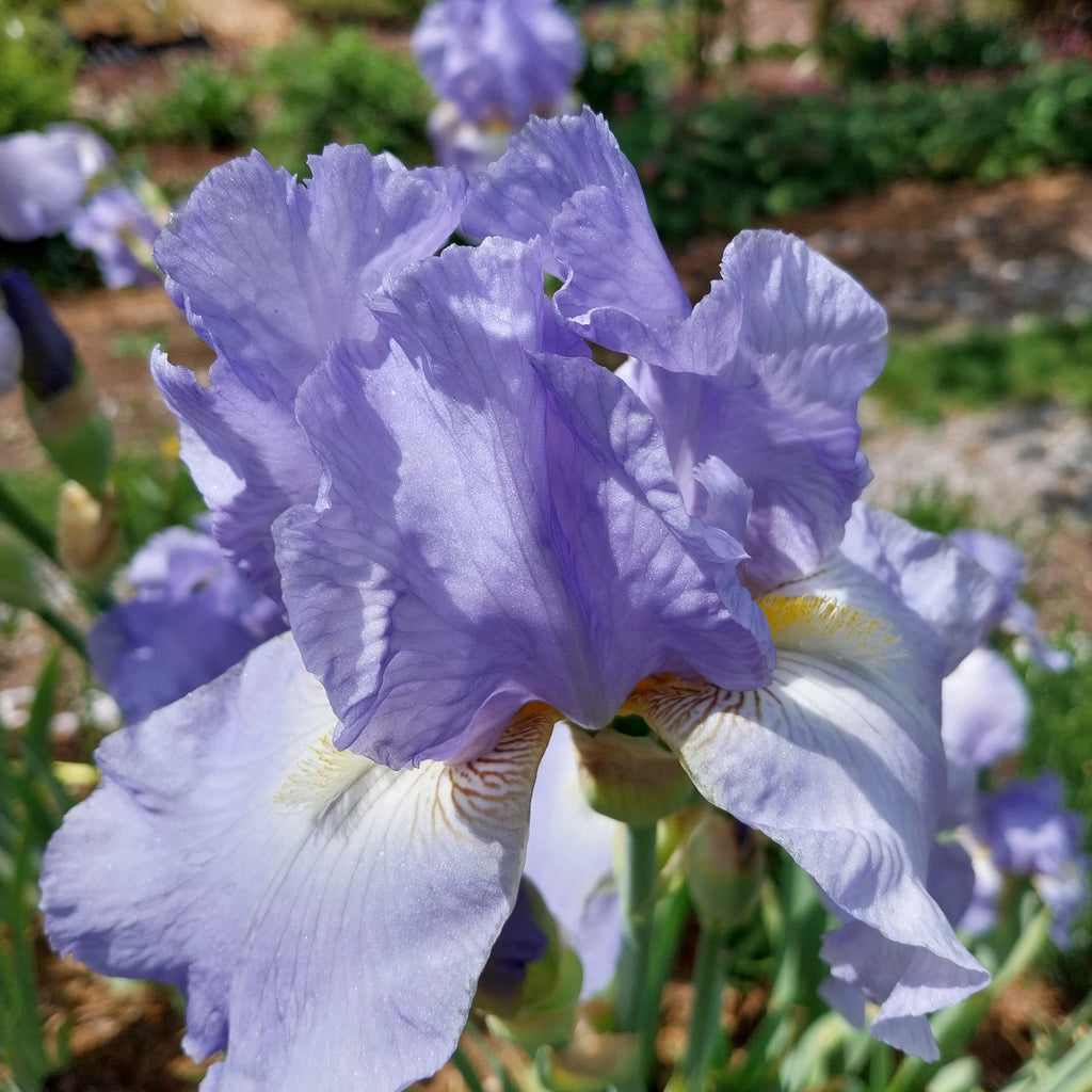 Iris × barbata-elatior  Hohe Garten-Schwertlilie