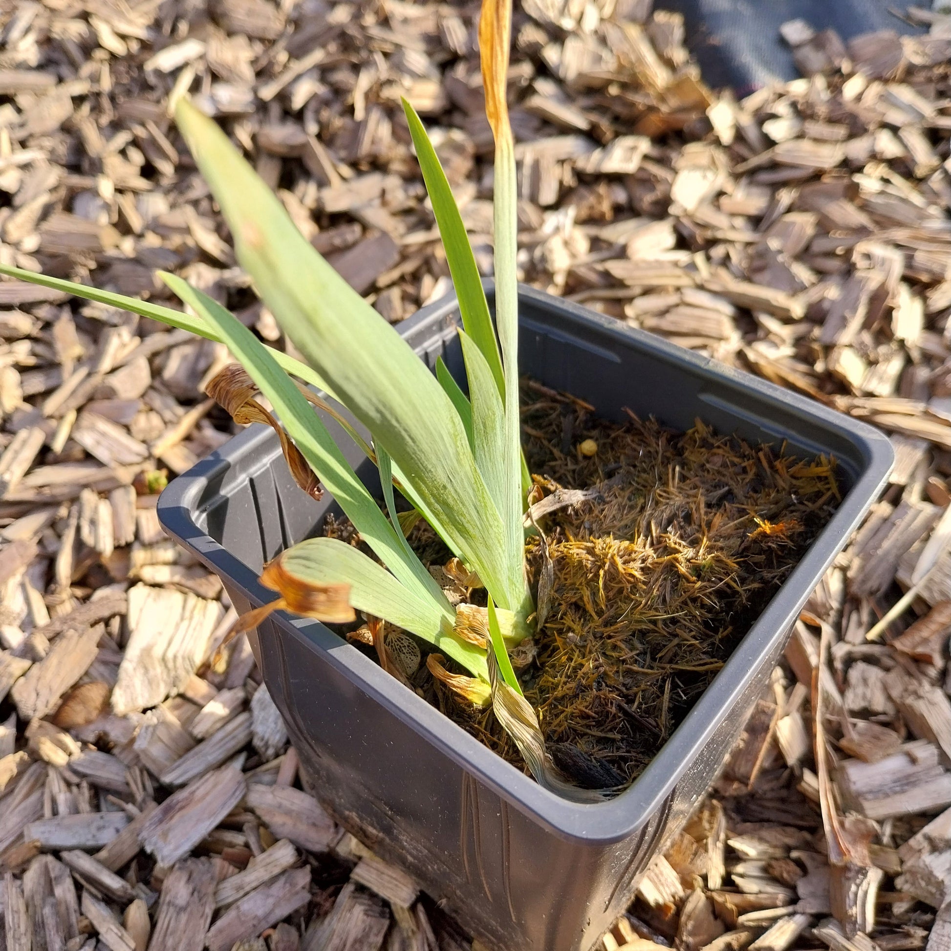 Iris × barbata-elatior 'Crinoline' Hohe Schwertlilie