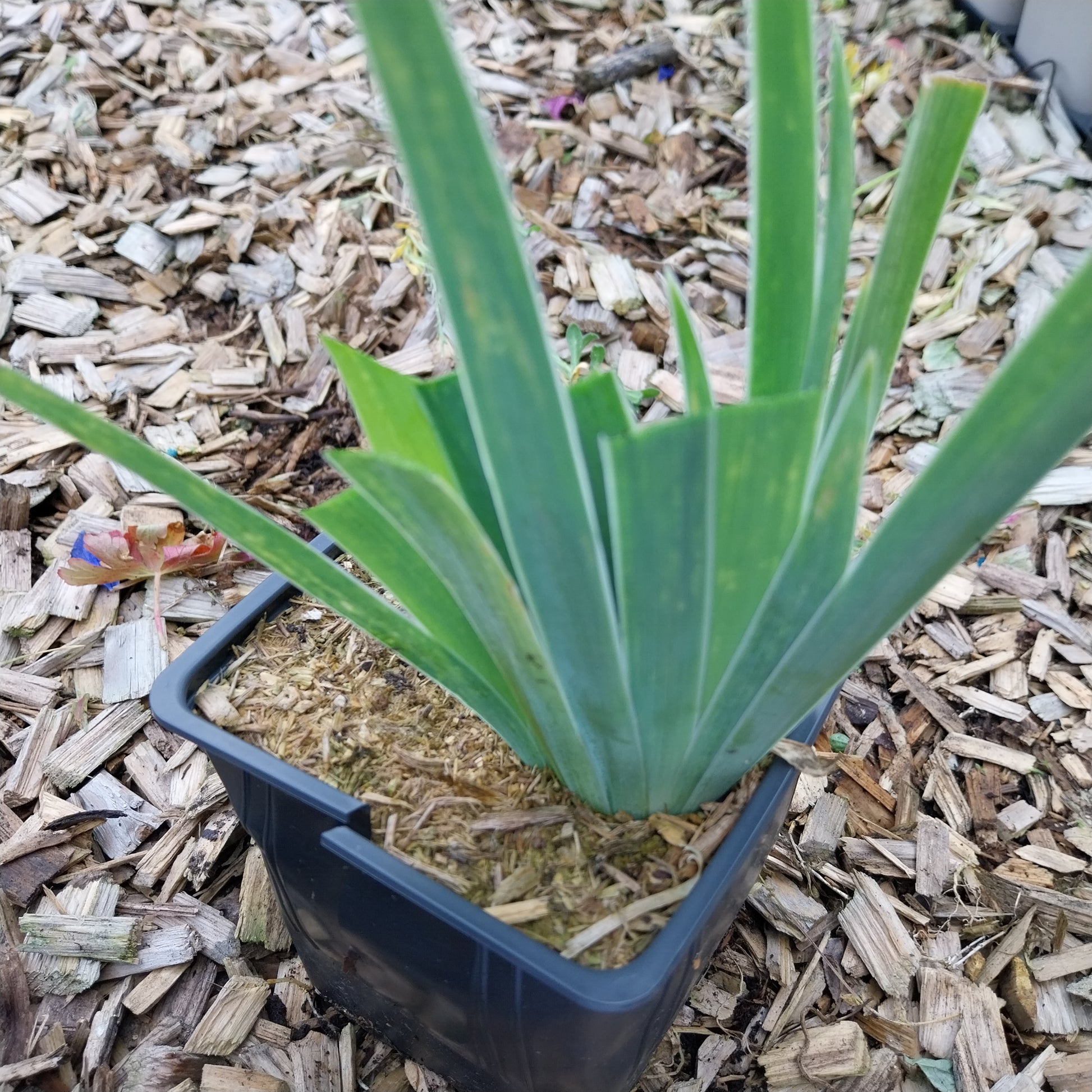 Iris × barbata-elatior 'English Cottage' Hohe Schwertlilie