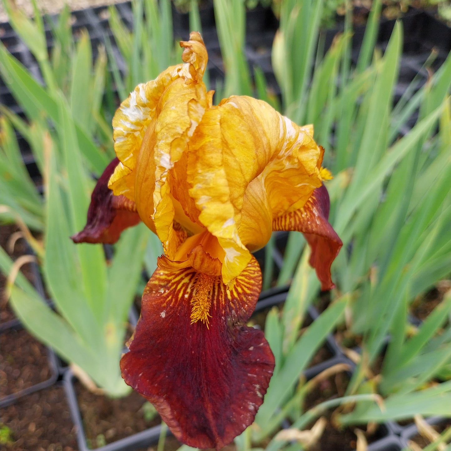 Iris × barbata-elatior 'Grand Chef' Hohe Schwertlilie