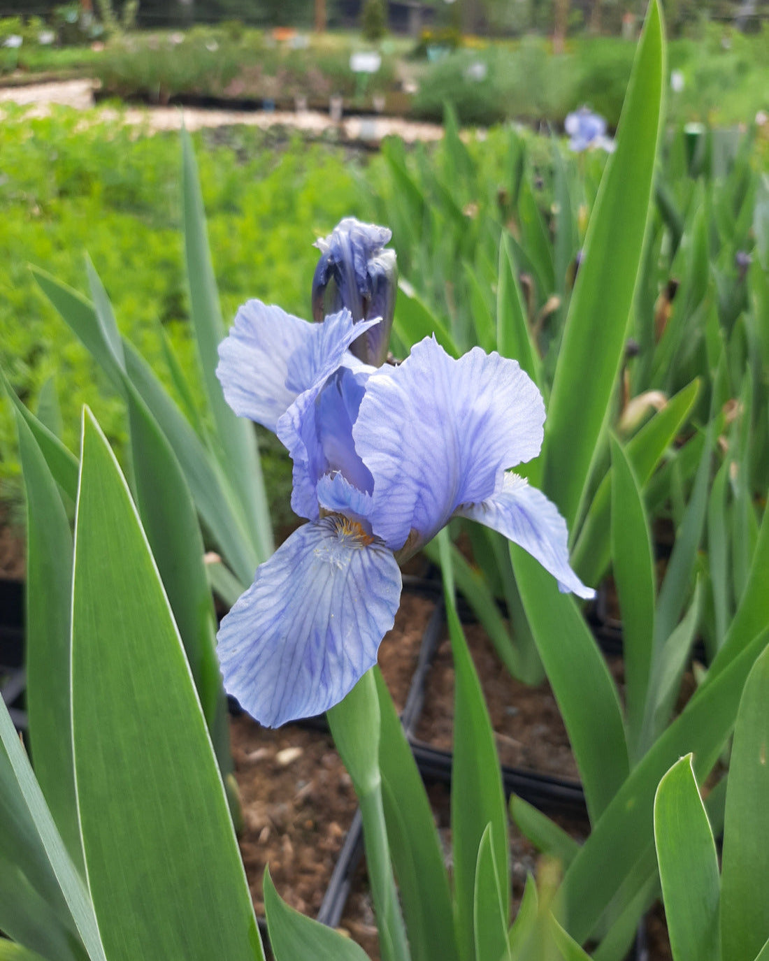  Iris × barbata-nana 'Blue Denim Zwergige Schwertlilie in Blüte