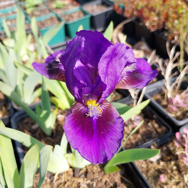 Iris × barbata-nana 'Double Lament' Blüte