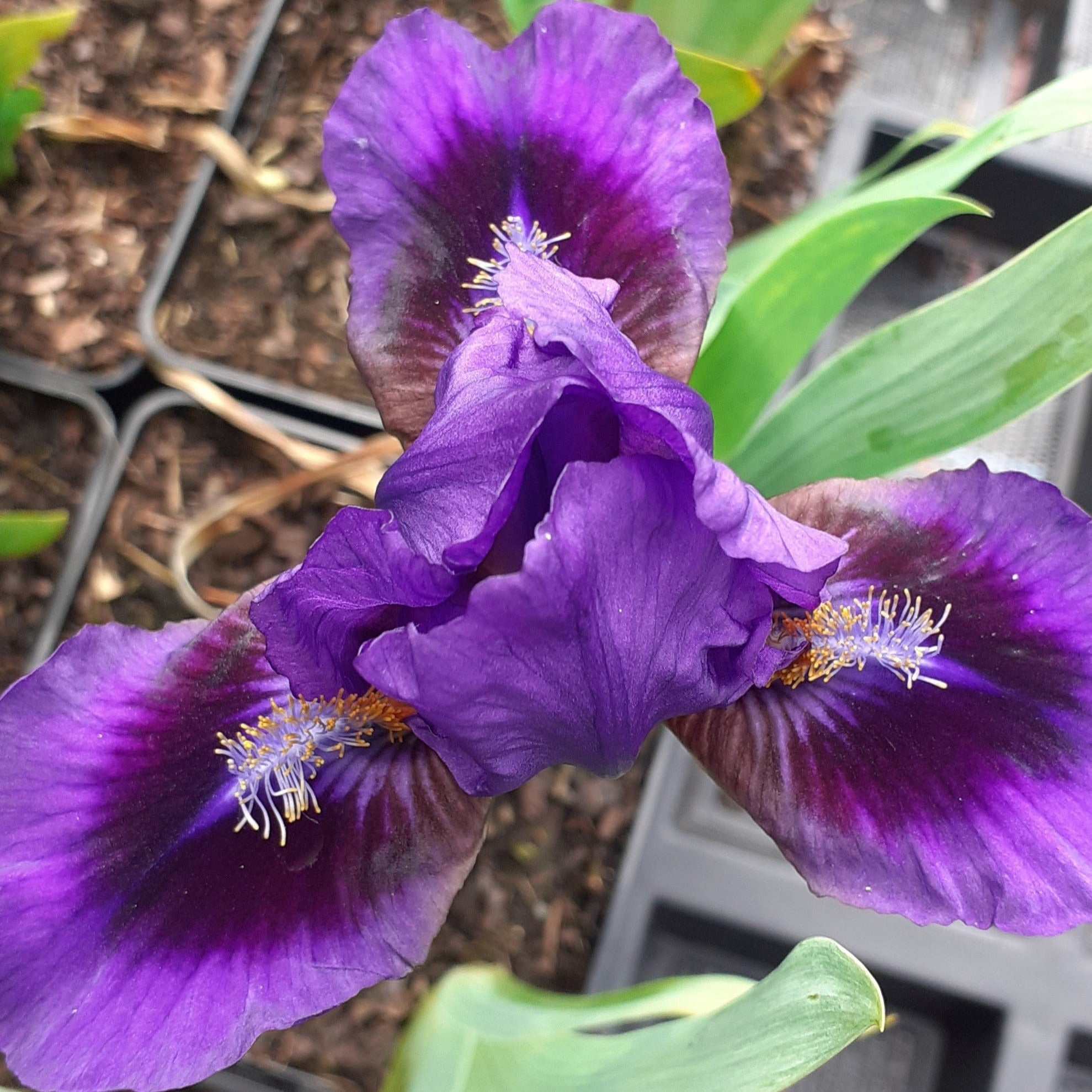 Iris barbata-nana 'Double Lament' Zwergige Schwertlilie in Blüte