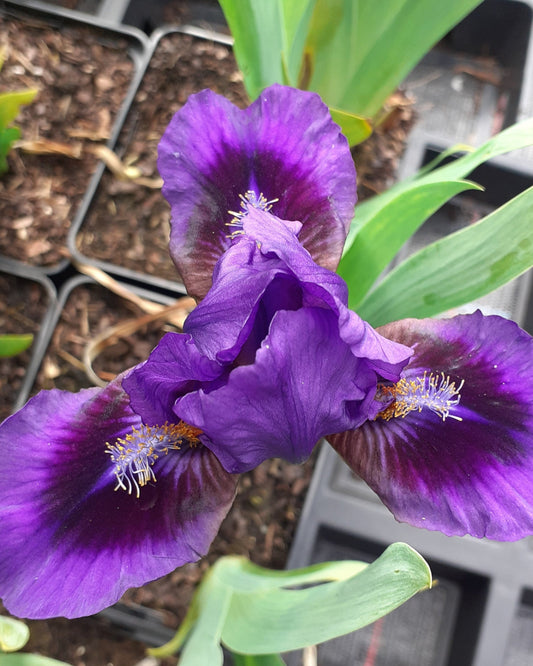 Iris barbata-nana 'Double Lament' Zwergige Schwertlilie in Blüte