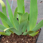 Iris barbata-nana 'Double Lament' Zwergige Schwertlilie im Topf