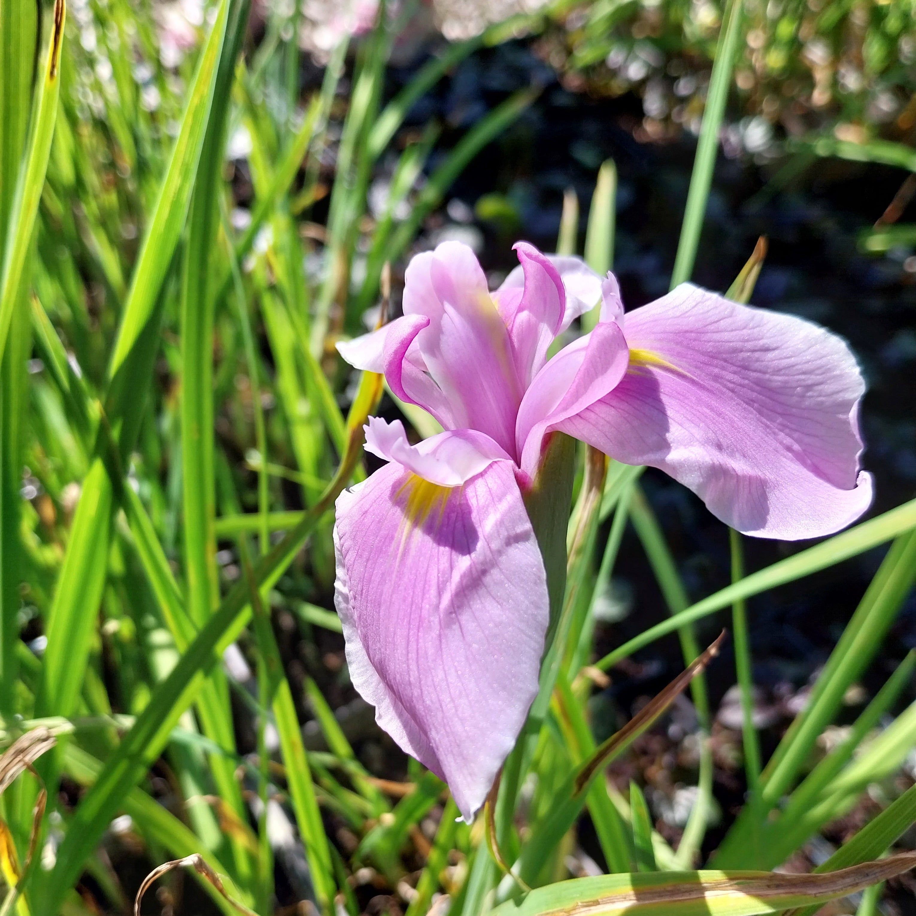Iris ensata 'Topas'