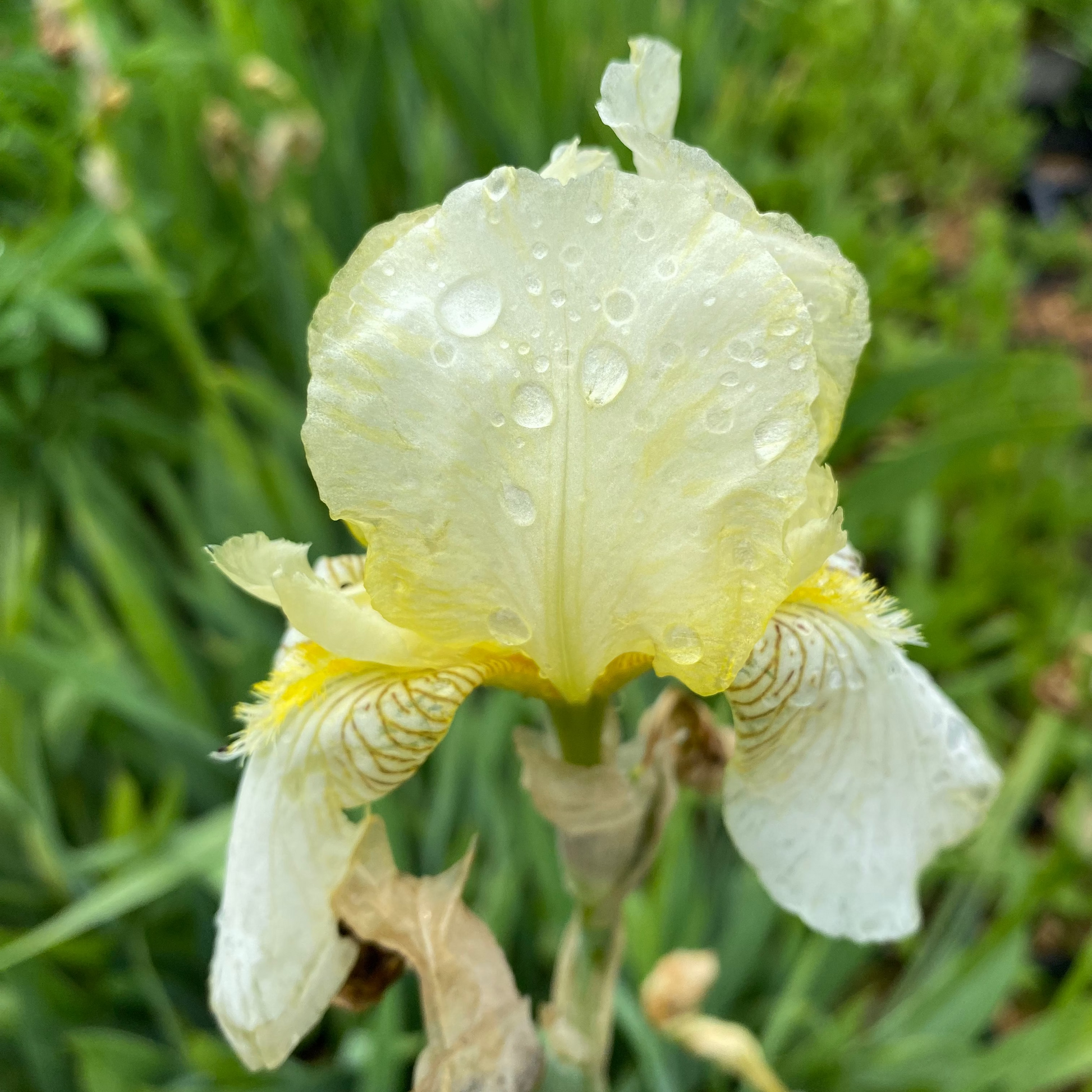 Iris x barbata-elatior 'Pinnacle' Hohe Schwertlilie