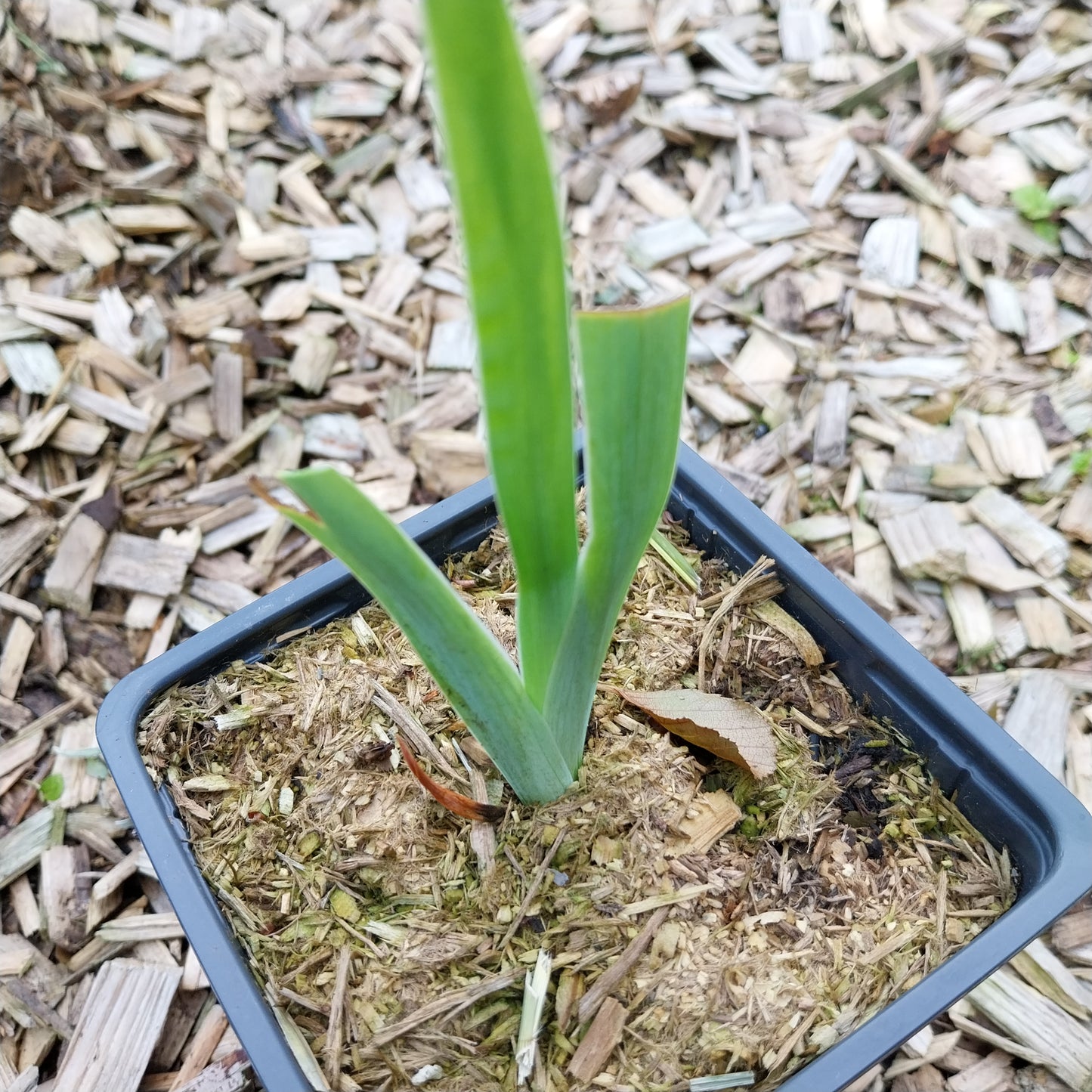 Iris x germanica 'Black Taffeta' Hohe Bart-Schwertlilie