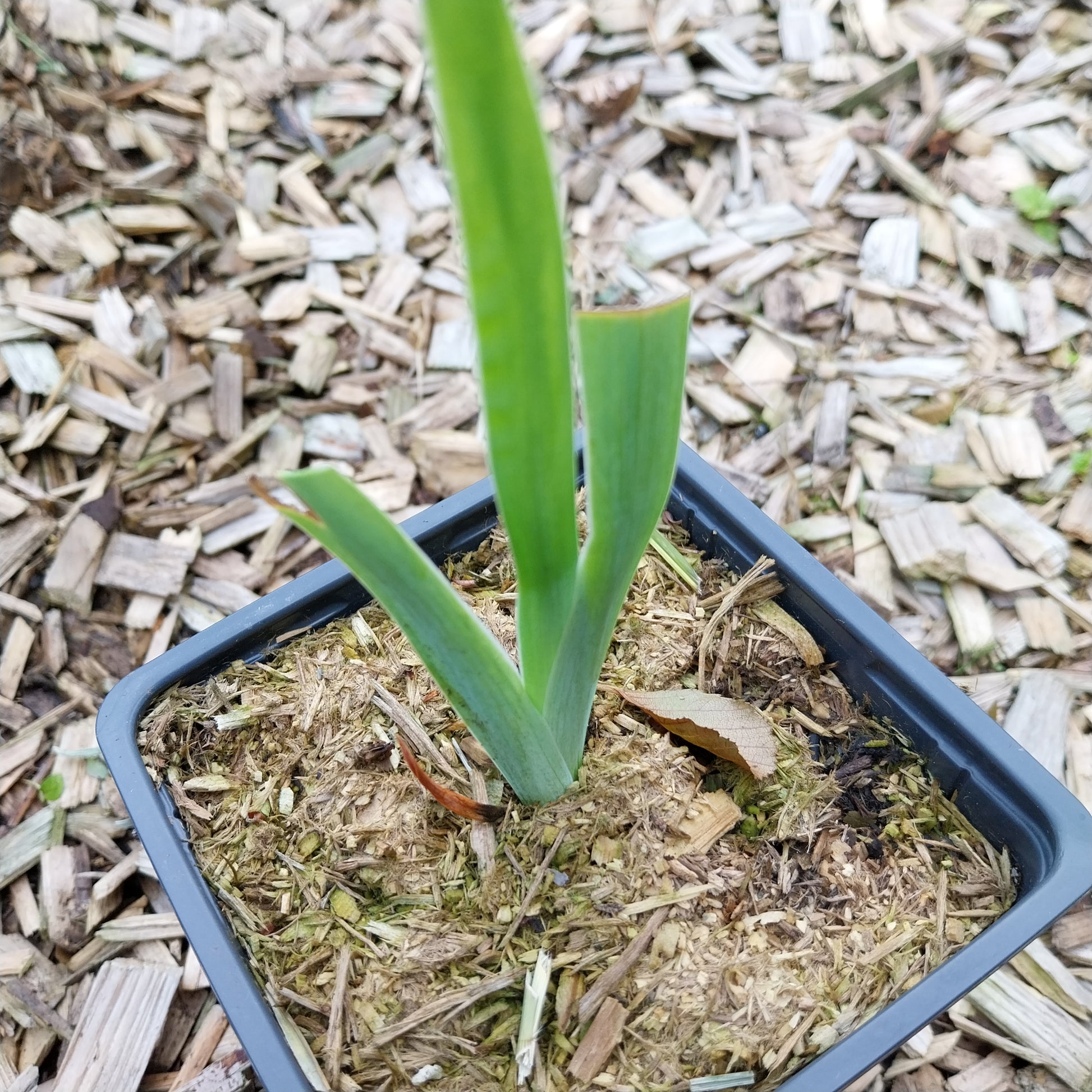 Iris x germanica 'Black Taffeta' Hohe Bart-Schwertlilie