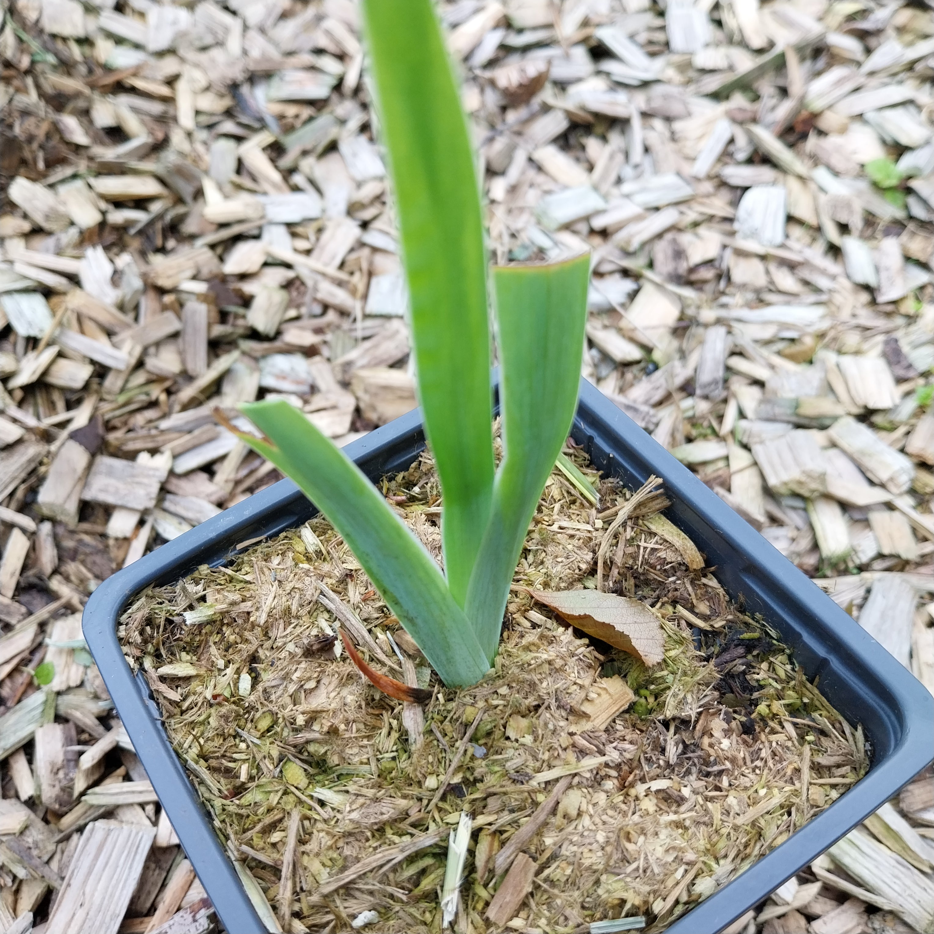 Iris x germanica 'Black Taffeta' Hohe Bart-Schwertlilie