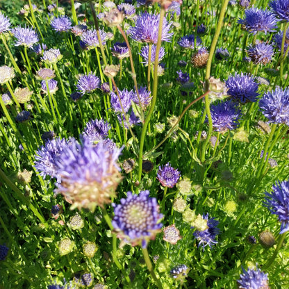 Jasione laevis 'Blaulicht' Sandglöckchen
