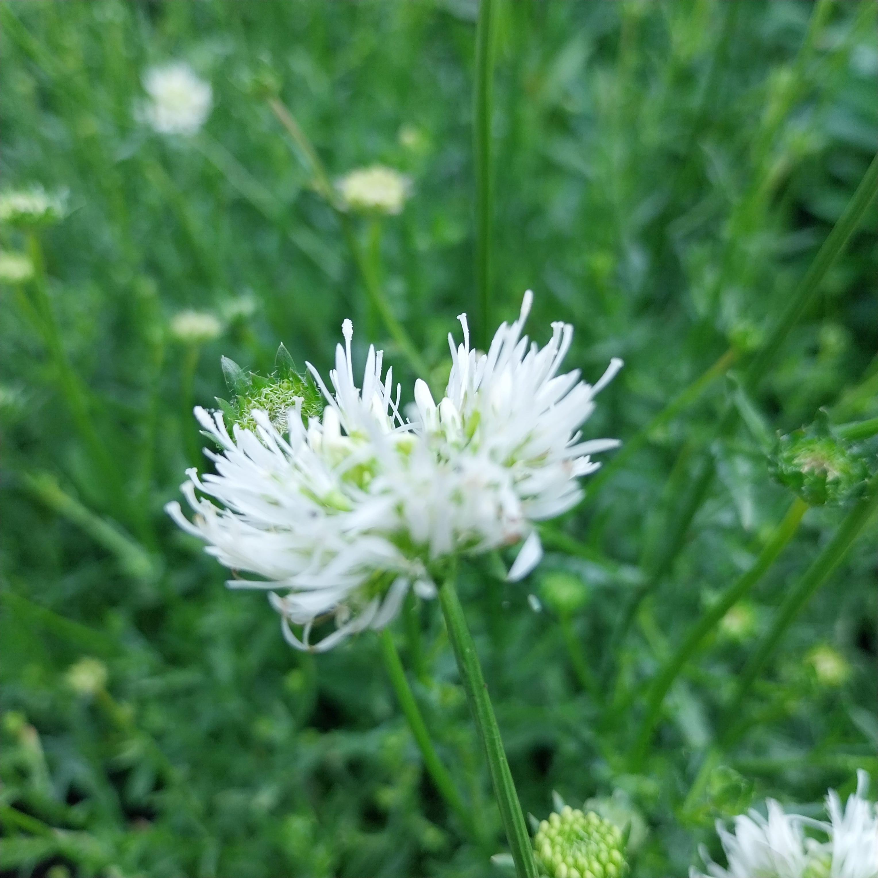 Jasione montana f. alba ‘White Delight’ Weißes Sandglöckchen