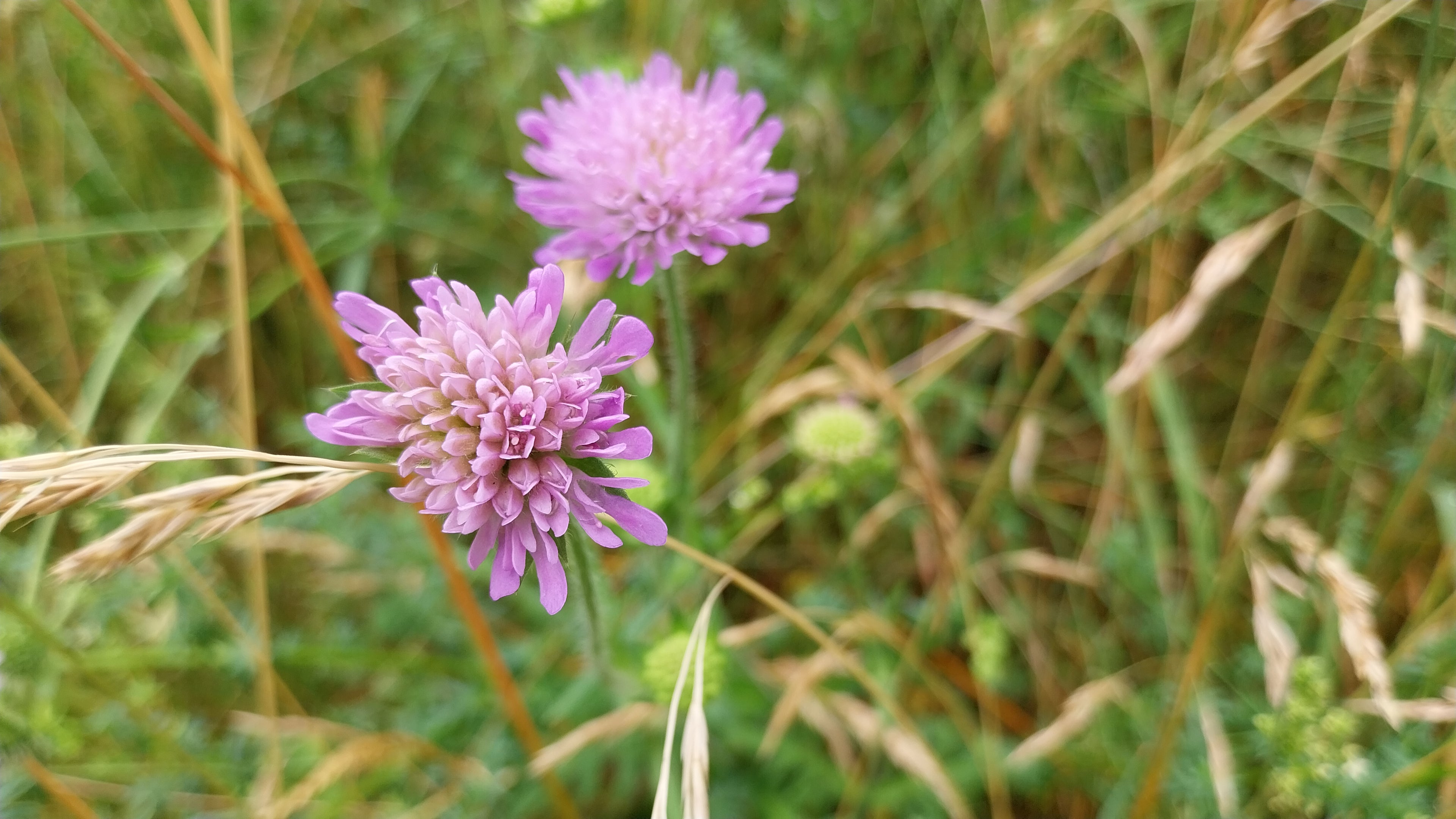 Wiesen-Witwenblume