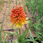 Kniphofia × praecox Fackellilie