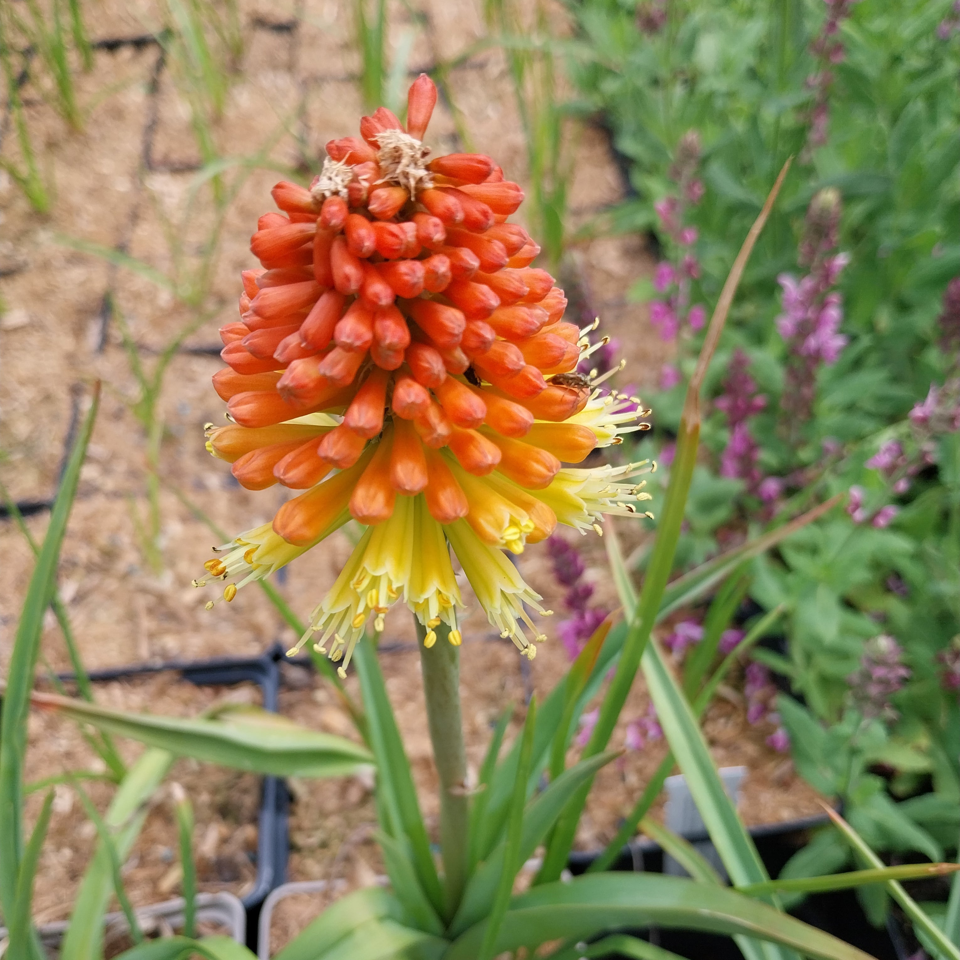 Kniphofia × praecox Fackellilie