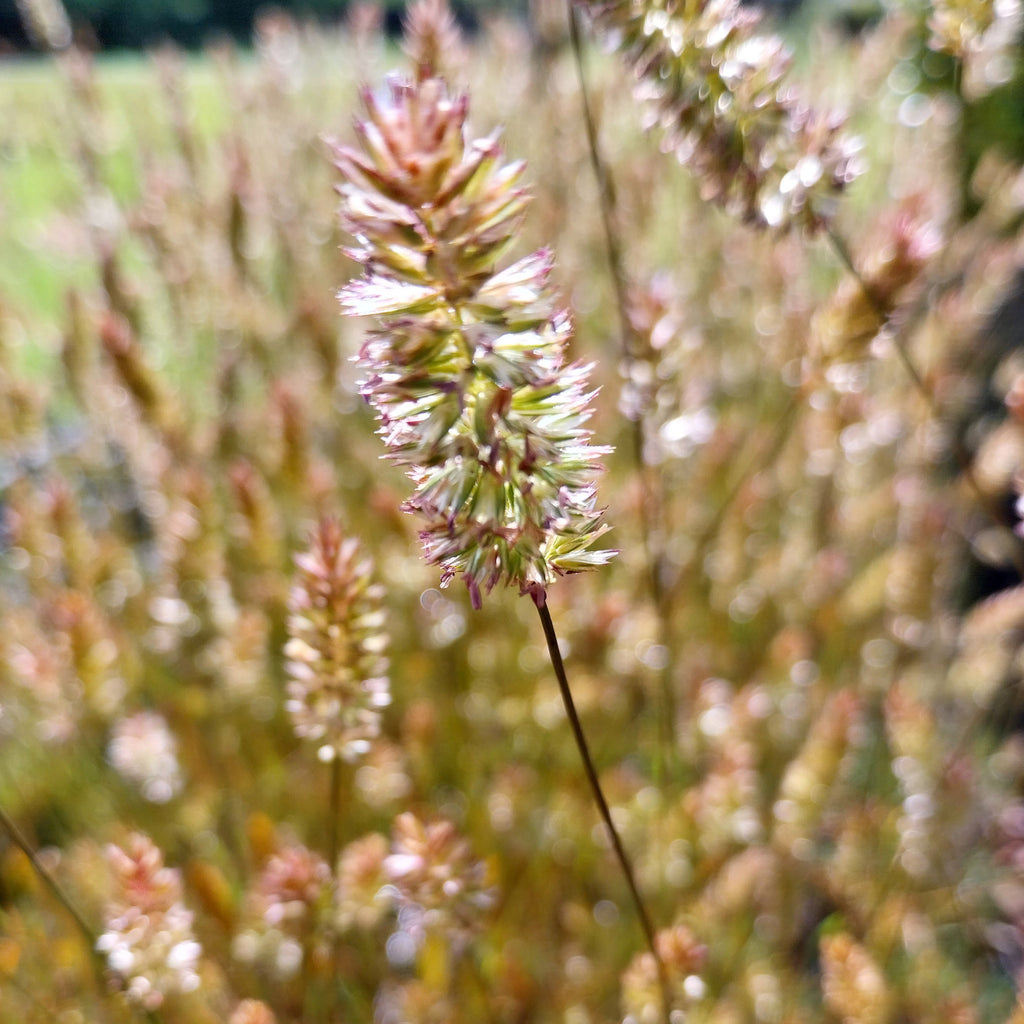 Koeleria glauca Blaugraues Schillergras