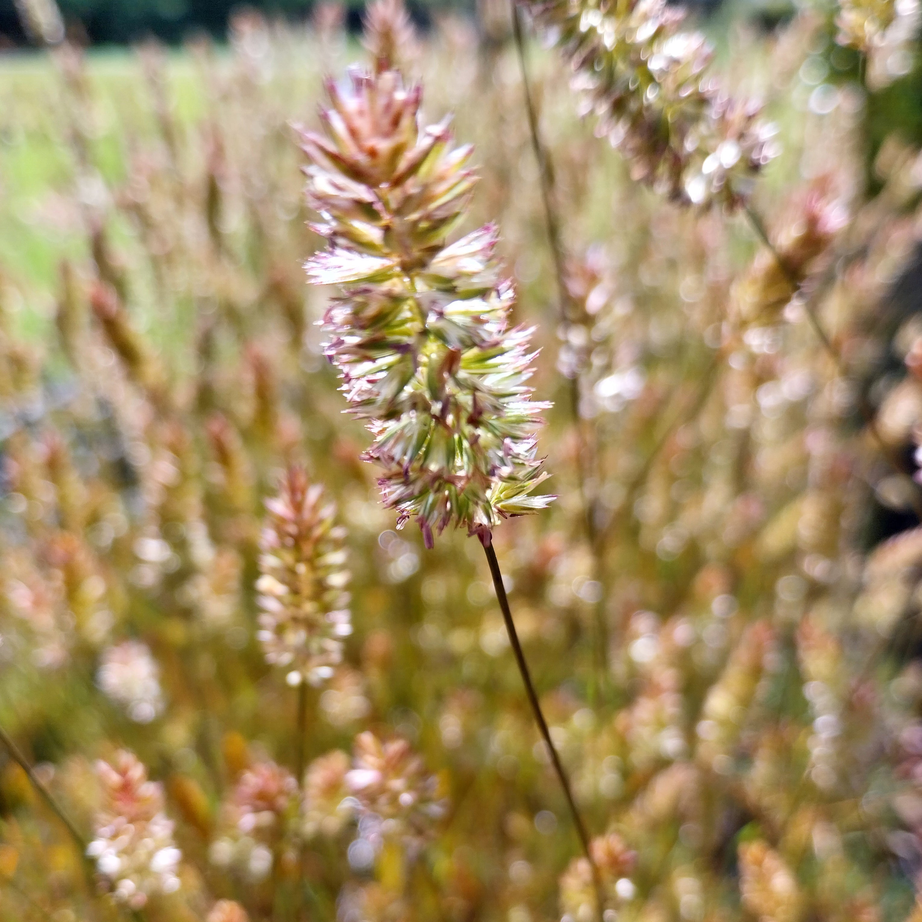 Koeleria glauca Blaugraues Schillergras
