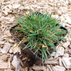 Koeleria glauca Blaugraues Schillergras