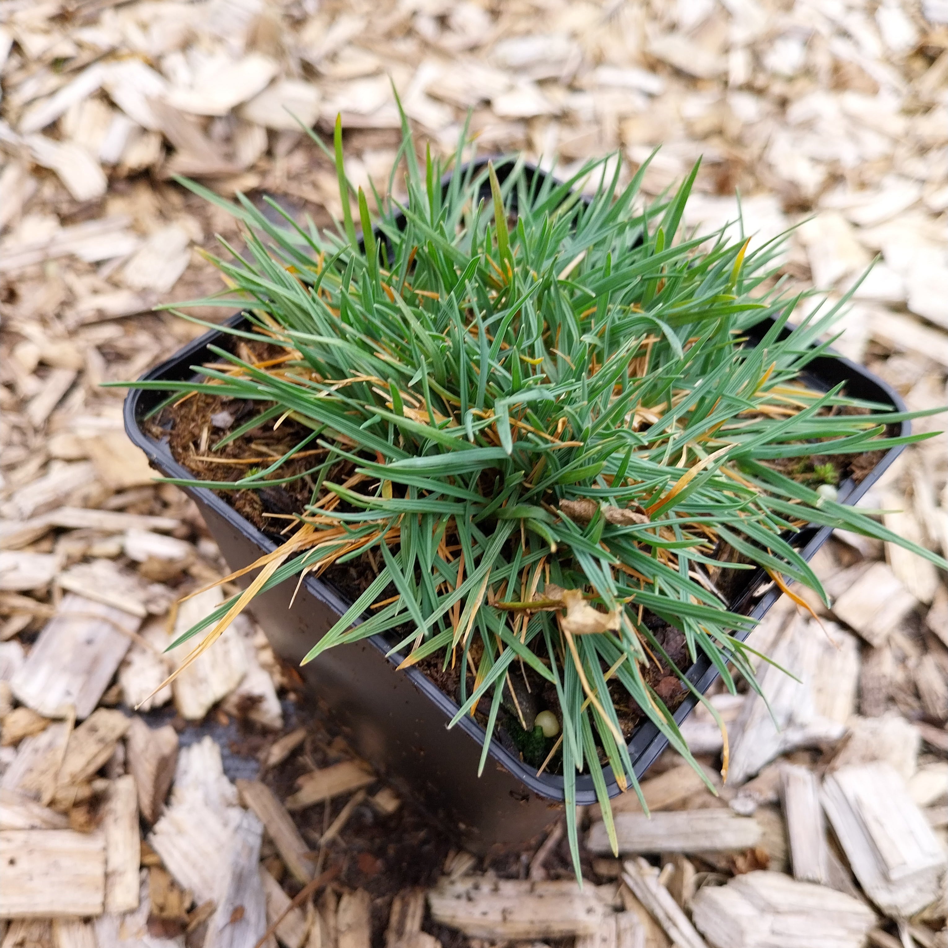 Koeleria glauca Blaugraues Schillergras