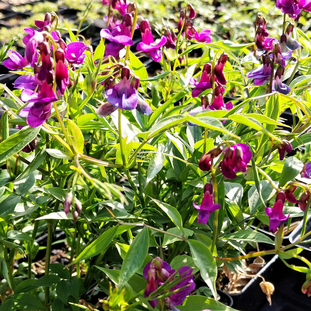 Lathyrus vernus Frühlings-Platterbse