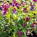 Lathyrus vernus Frühlings-Platterbse