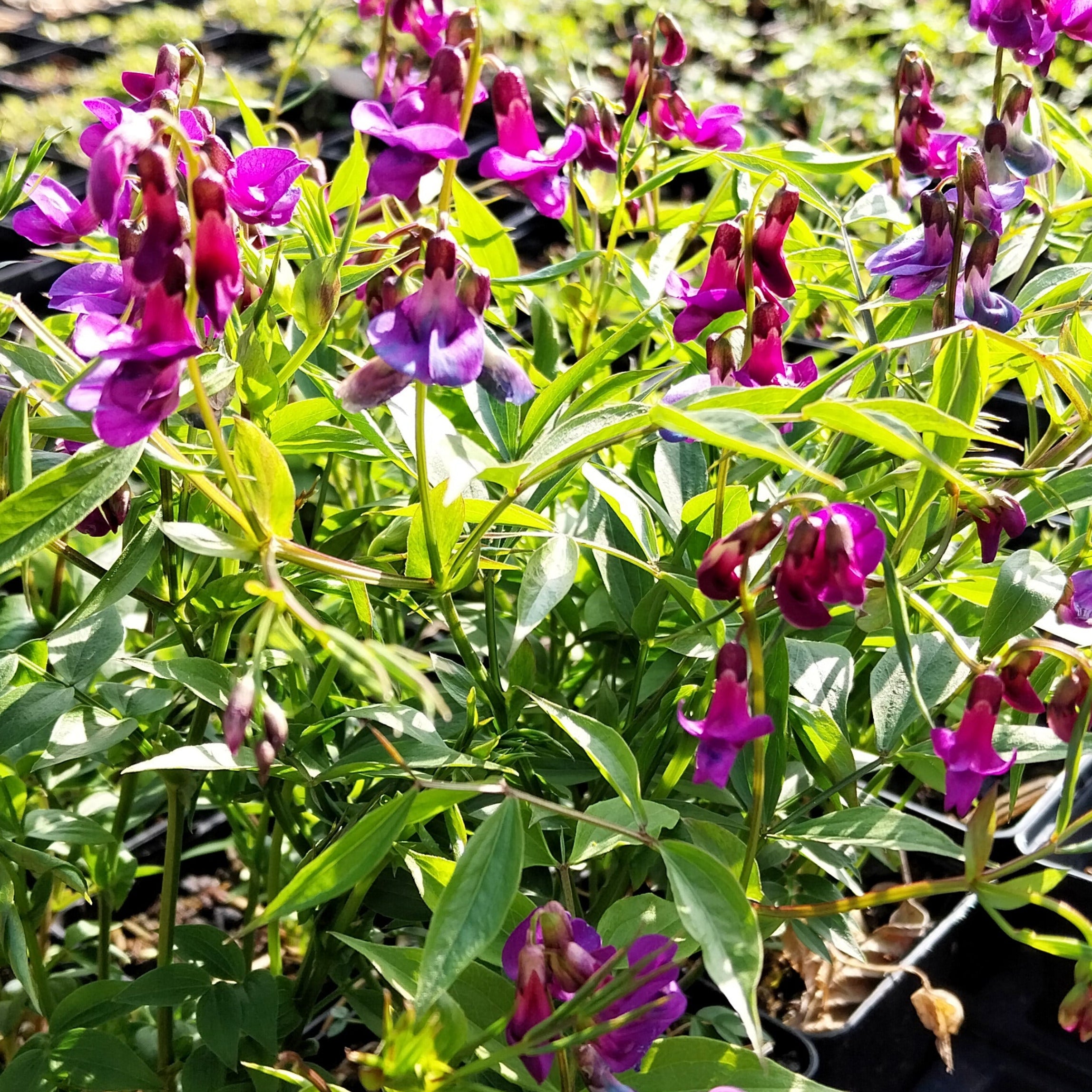Lathyrus vernus Frühlings-Platterbse