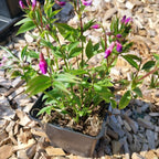 Lathyrus vernus Frühlings-Platterbse im Topf