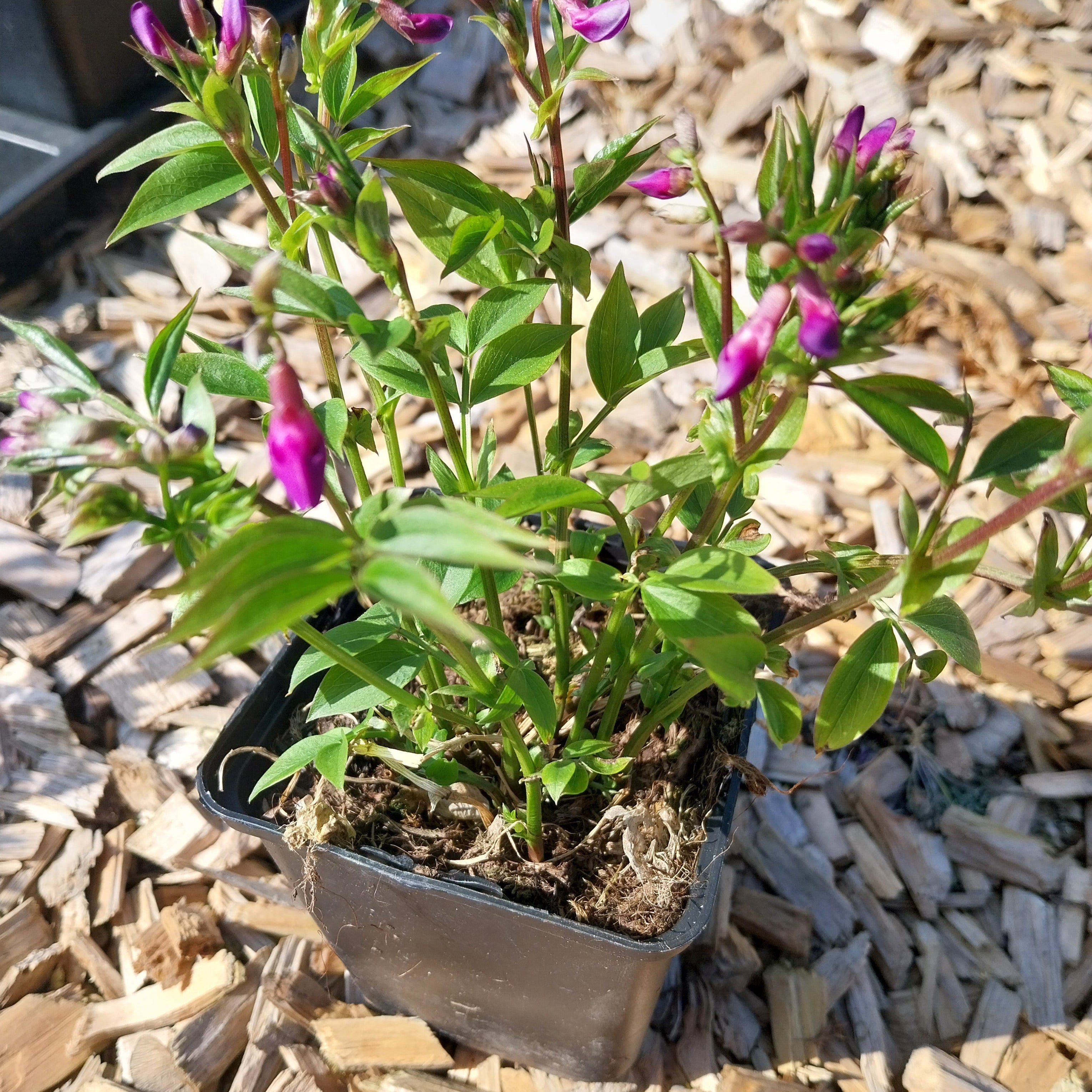 Lathyrus vernus Frühlings-Platterbse im Topf
