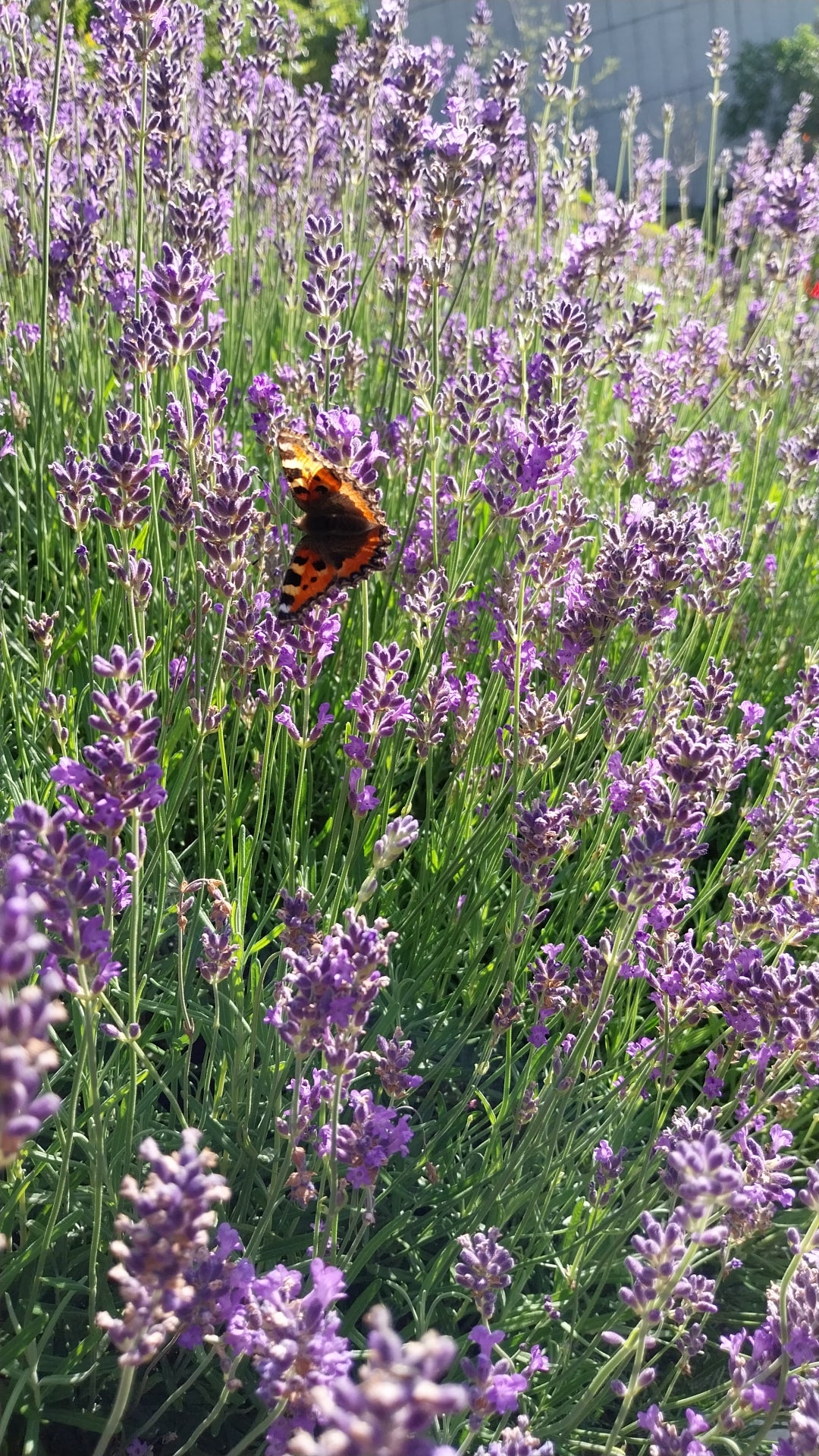 Lavandula (Lavendel) in Blüte