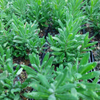 Lavandula angustifolia 'Alba' Weißblühender Lavendel