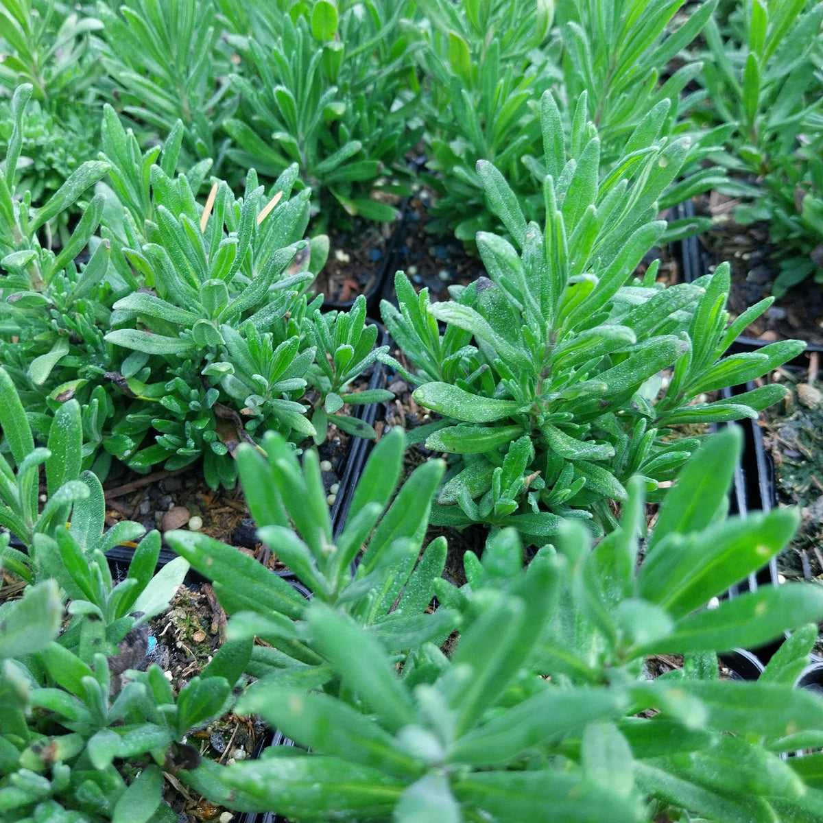Lavandula angustifolia 'Alba' Weißblühender Lavendel