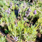 Lavandula angustifolia 'Blue Cushion'