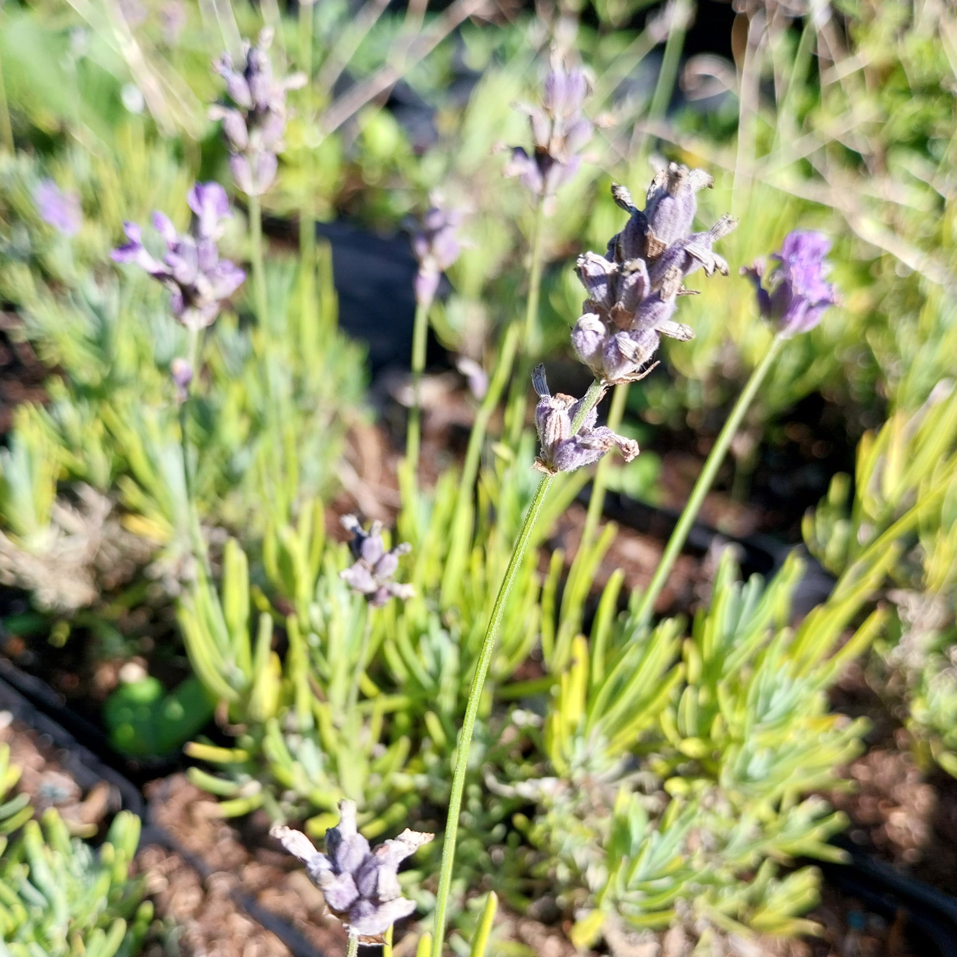 Lavandula angustifolia 'Blue Cushion'
