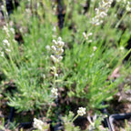 Lavandula angustifolia ‘Blue Mountain White’