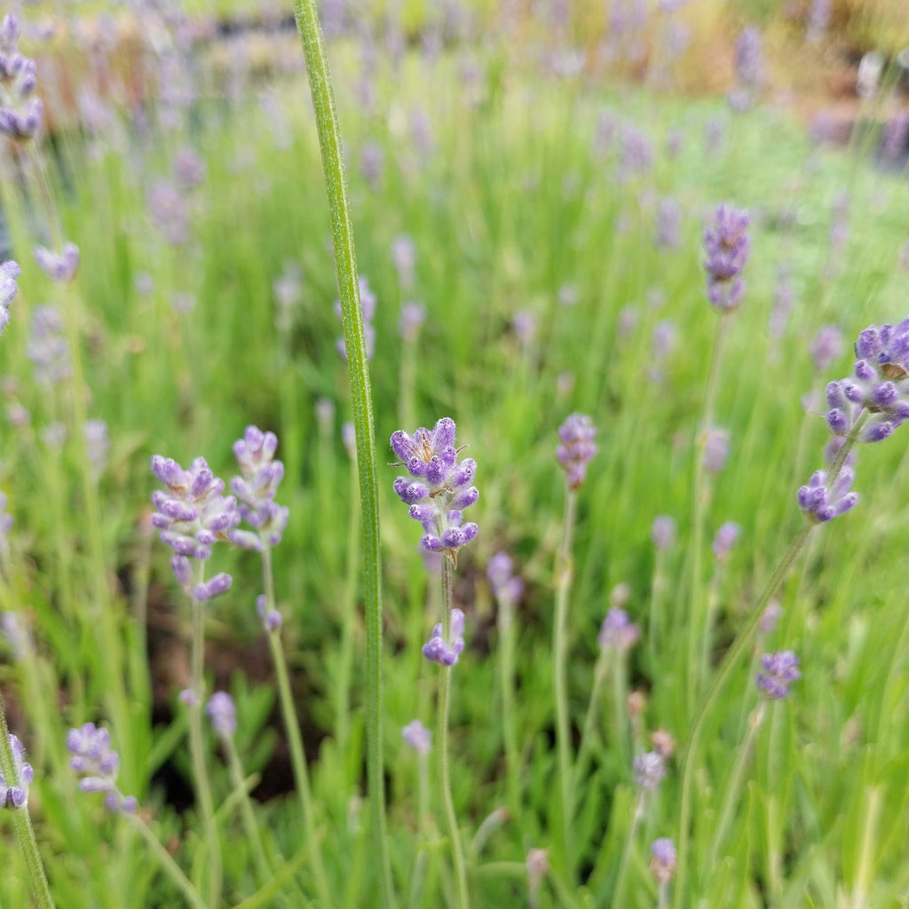 Lavandula angustifolia ‘Middachten’