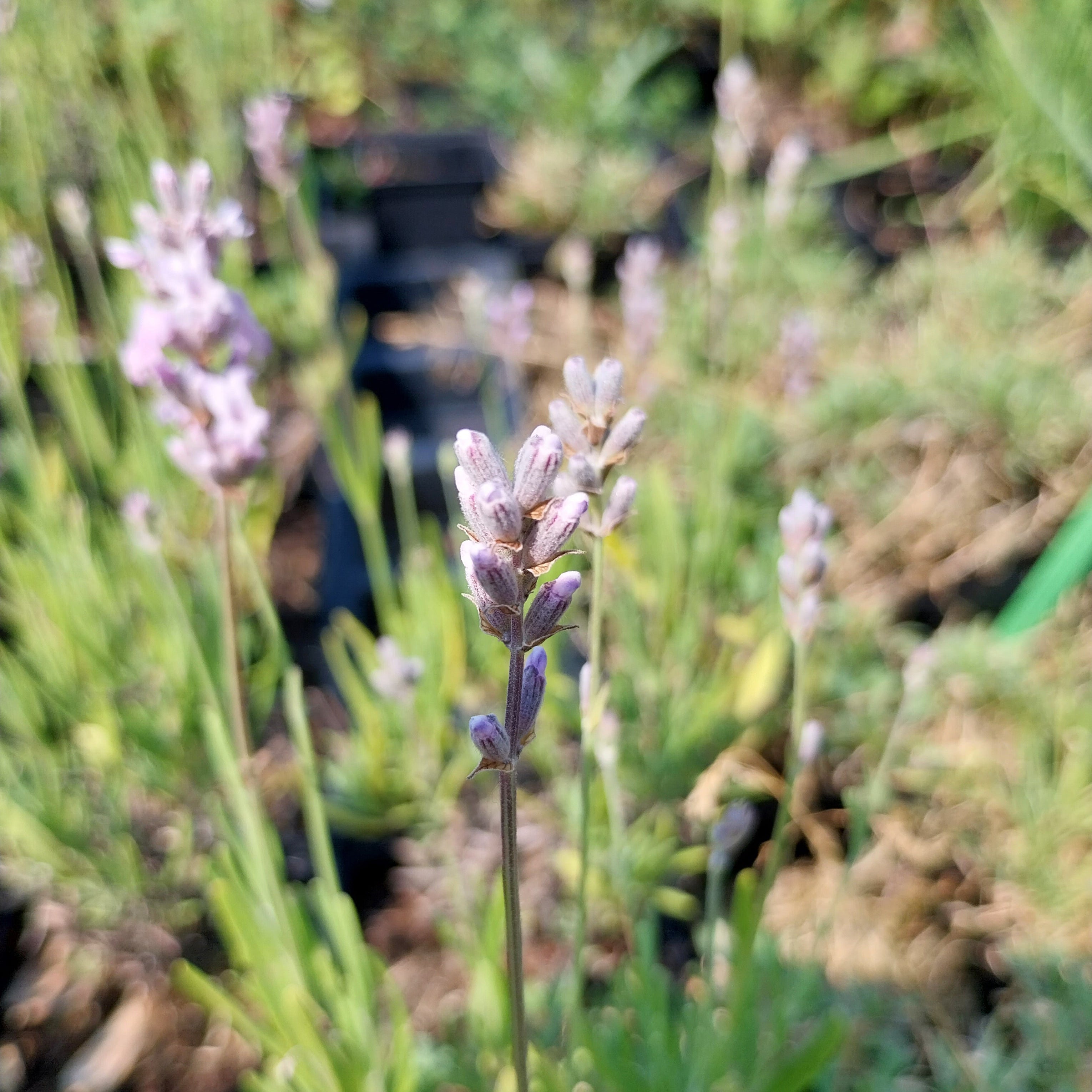 Lavandula angustifolia ‘Miss Katherine’