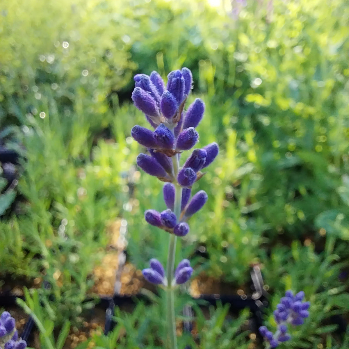 Lavandula angustifolia ‘Munstead’