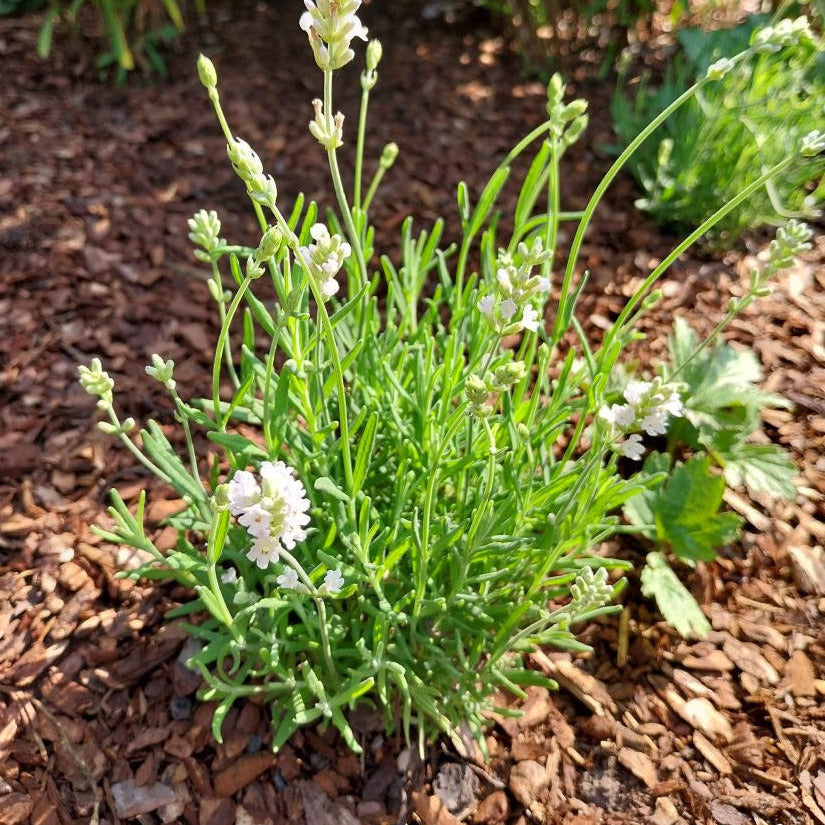 Lavandula angustifolia ‘Nana Alba’