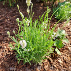 Lavandula angustifolia ‘Nana Alba’