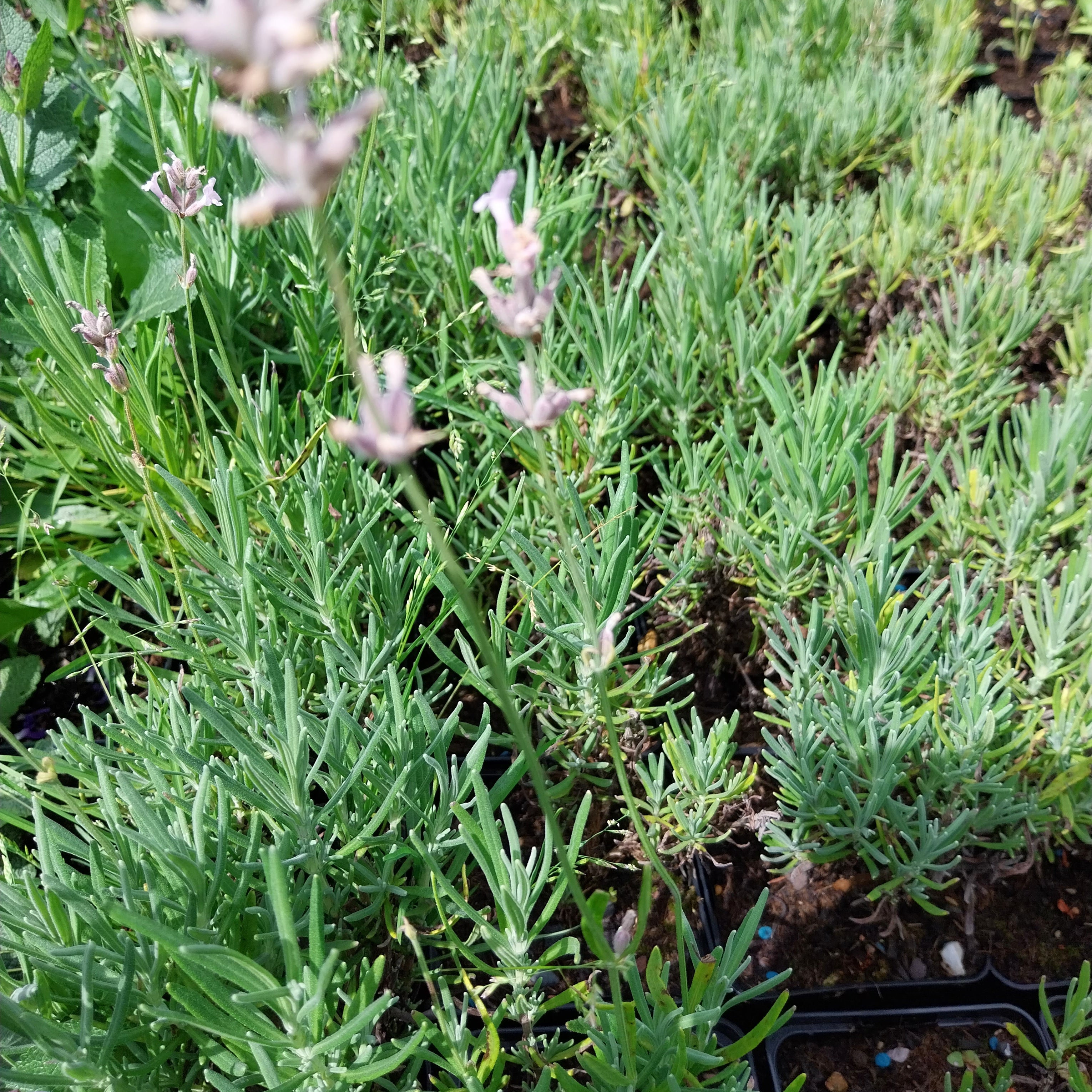 Rosablühender Garten-Lavendel