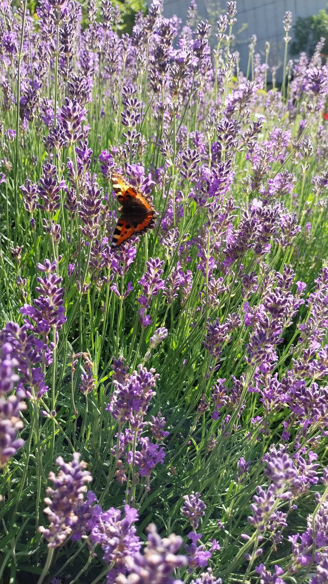 Lavendel 