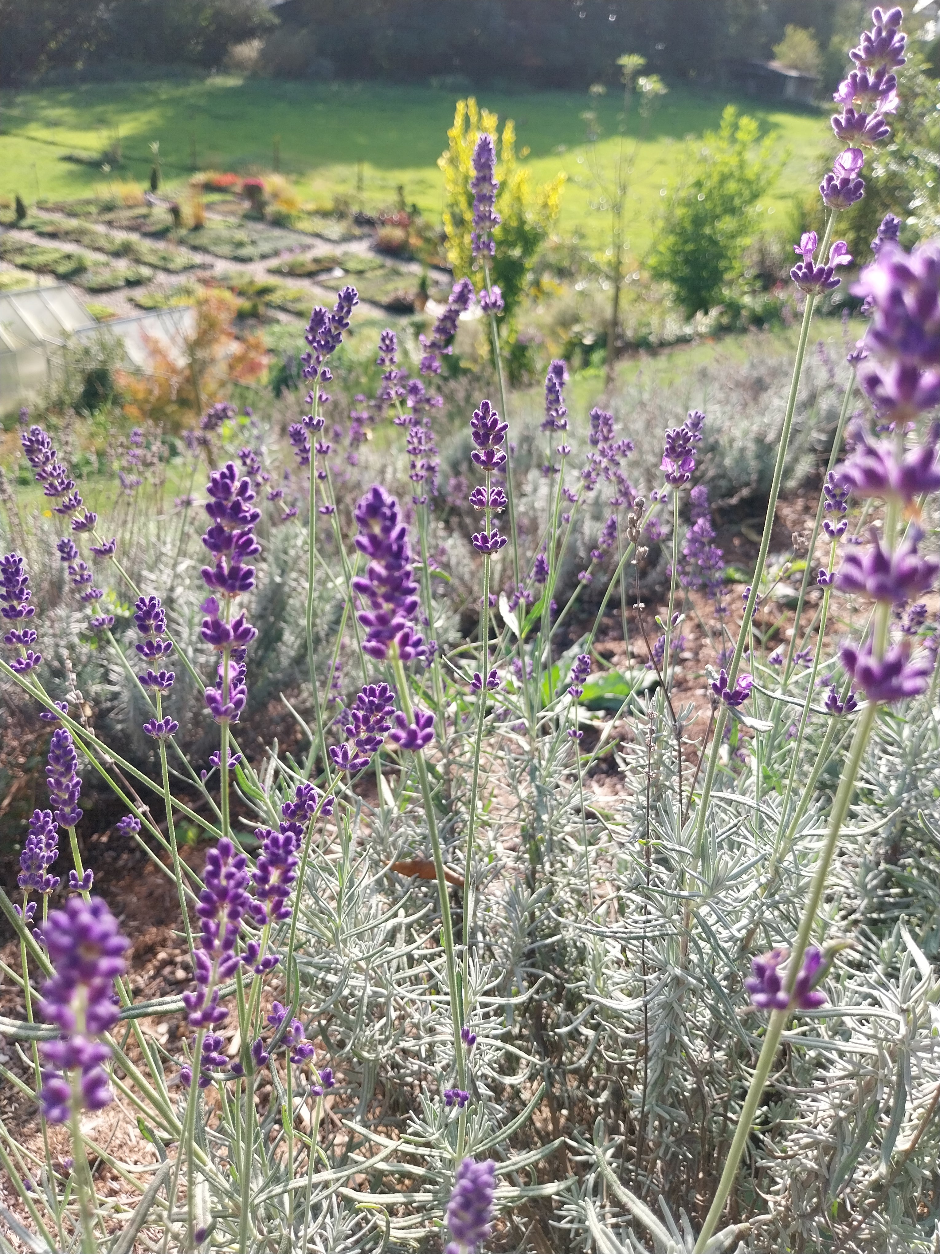 Lavendel für trockener Boden 