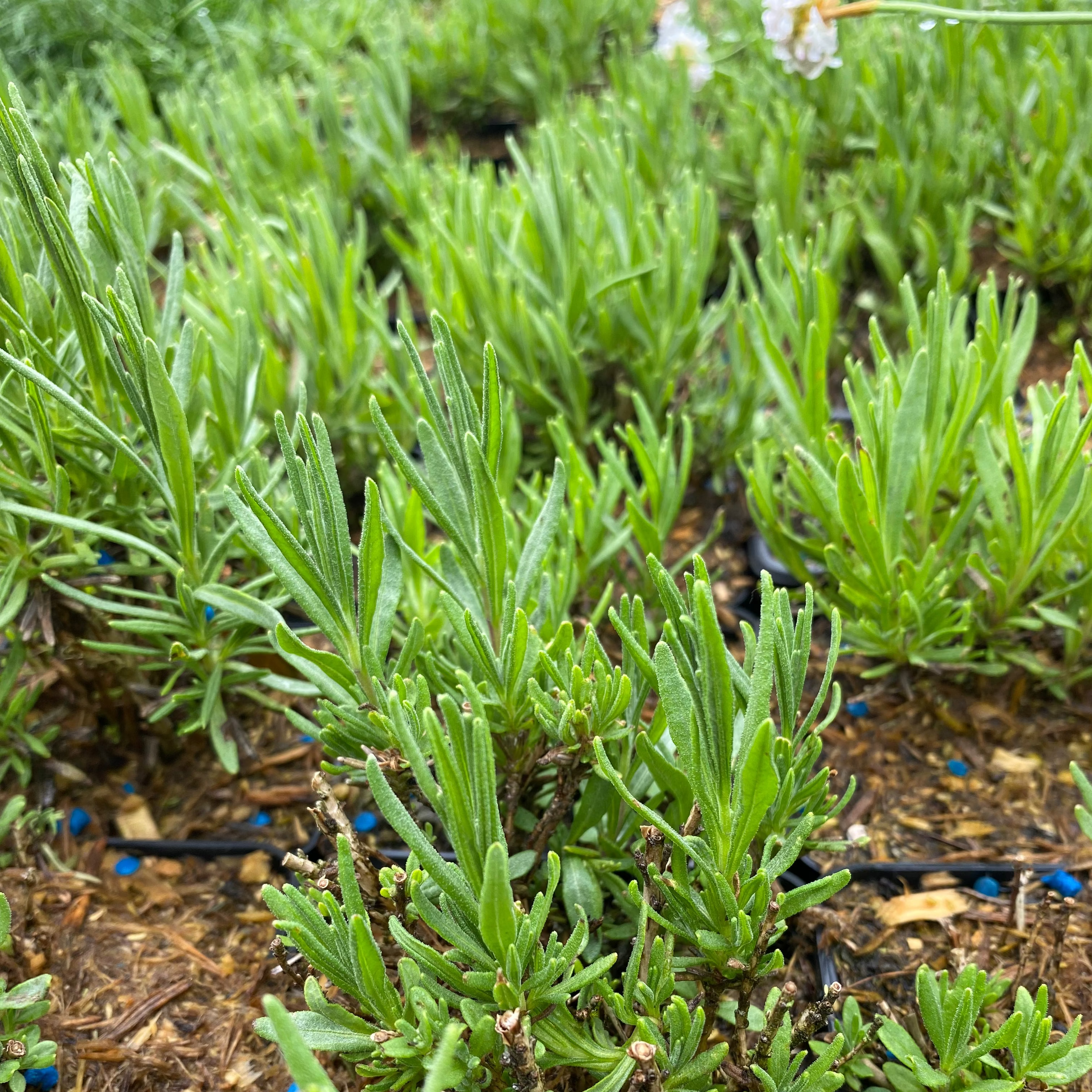 Lavendel Hidcote Superior