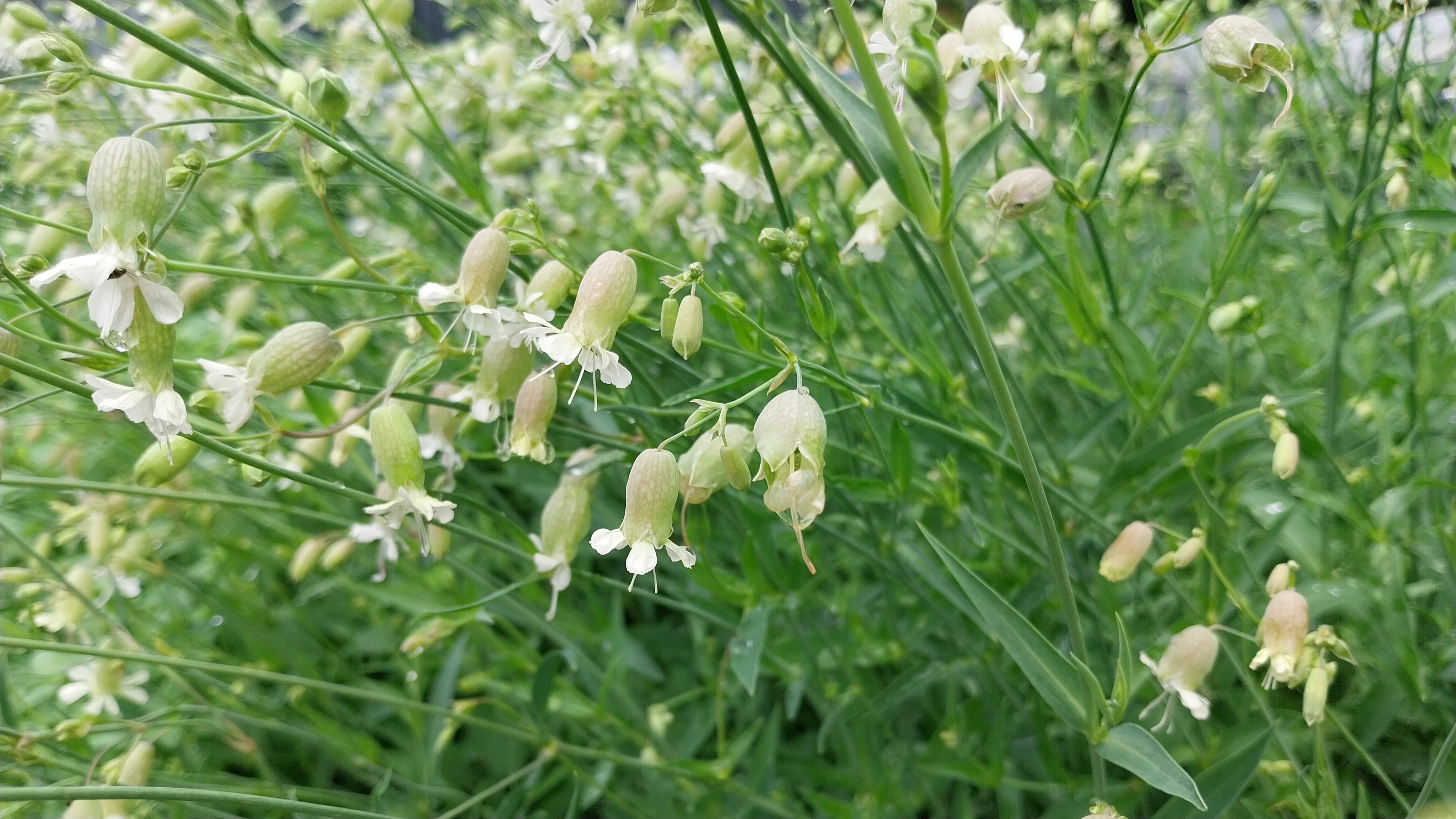 Leimkraut Silene vulgaris
